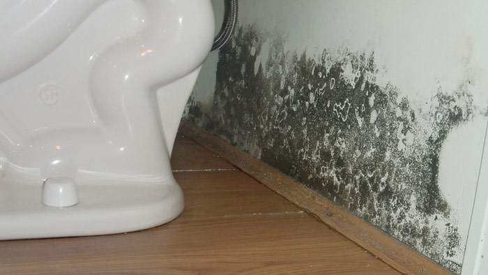 Mold Inspection Near Me